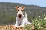 FOX TERRIER 281